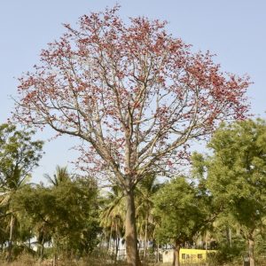 Red silk cotton tree for sale in FLorida - TreeWorld Wholesale