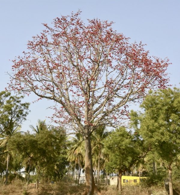 Red silk cotton tree for sale in Florida - TreeWorld Wholesale