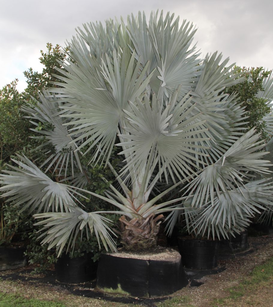 Bismarckia Nobilis For Sale Bismarck Palm Tree Treeworld Wholesale