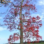 Brachychiton Acerifolius