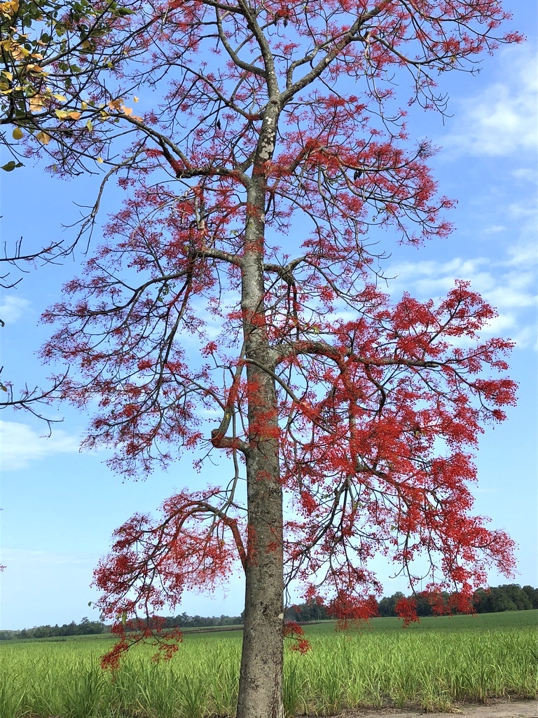 Brachychiton Acerifolius