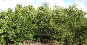 garden additions locust berry