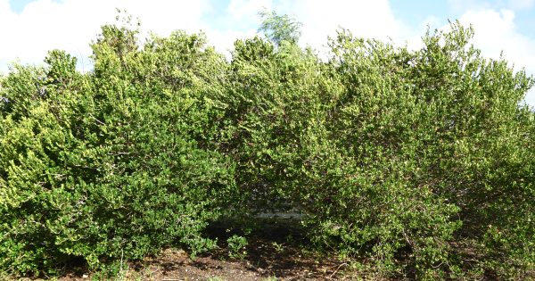 garden additions locust berry