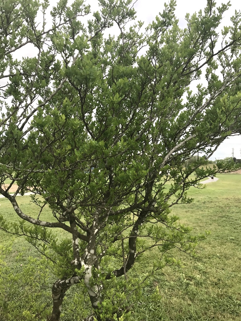 Zanthoxylum Fagara