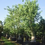 Adansonia Digitata (Baobab Tree)