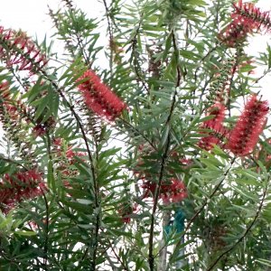 Callistemon Rigidus Flower (Erect Bottlebrush) at TreeWorld Wholesale