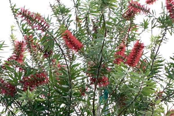 Callistemon Rigidus Flower (Erect Bottlebrush) at TreeWorld Wholesale