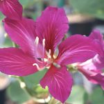 Bauhinia X Blakeana (Hong Kong Orchid)