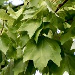 Leaf Acer Rubrum Maple, Acer Rubrum (Red Maple)