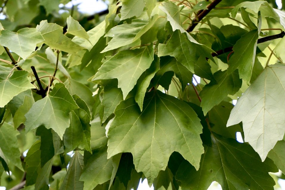 Leaf Acer Rubrum Maple, Acer Rubrum (Red Maple)