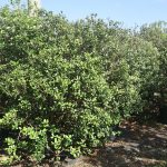 Acca Sellowiana known as Pinneaple Guava or feijoa at TreeWorld Wholesale