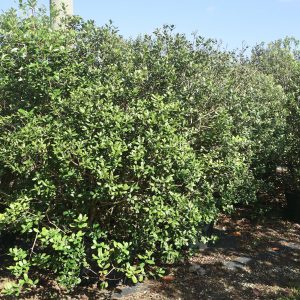 application of trees Acca Sellowiana known as Pinneaple Guava or feijoa at TreeWorld Wholesale