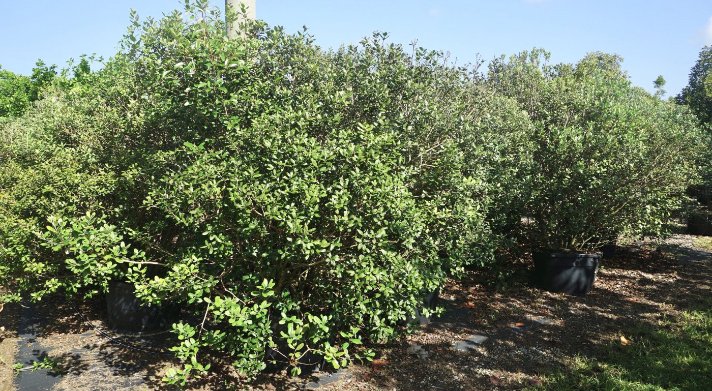 Acca Sellowiana known as Pinneaple Guava or feijoa at TreeWorld Wholesale