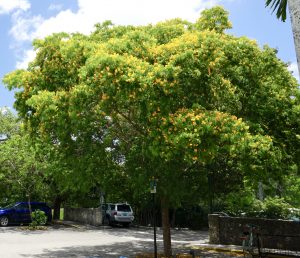 TreeWorld Bulnesia Arborea Specimen