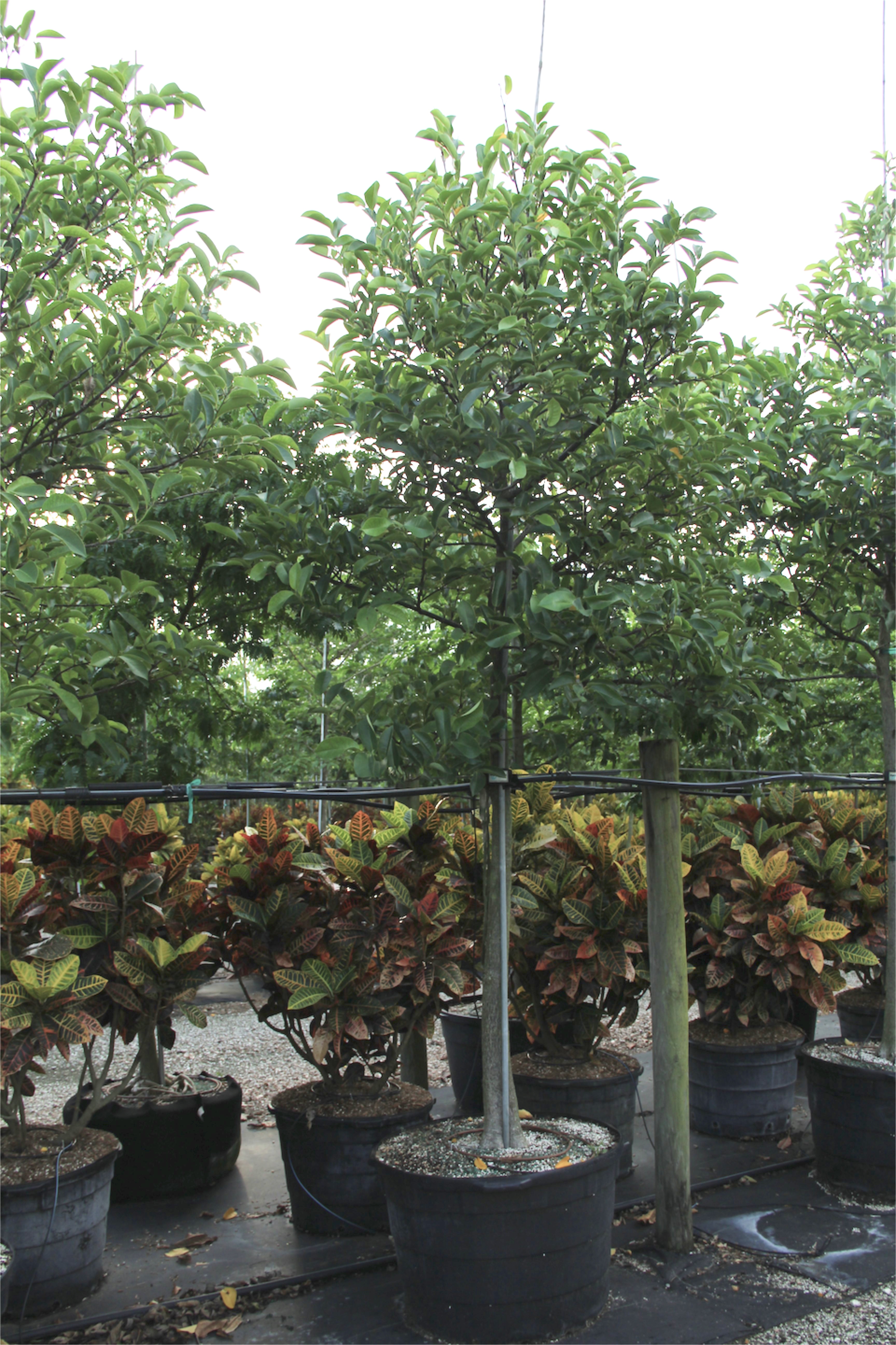 Annona glabra (POND APPLE) 45gal