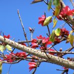 bombax ceiba (red silk cotton) flower