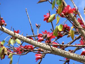 Florida flowering trees - bombax ceiba flower