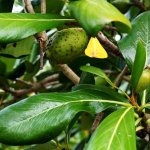 Genipa Clusiifolia (Seven Year Apple) leaves