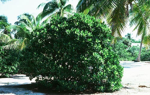 Genipa Clusiifolia (Seven Year Apple) bush