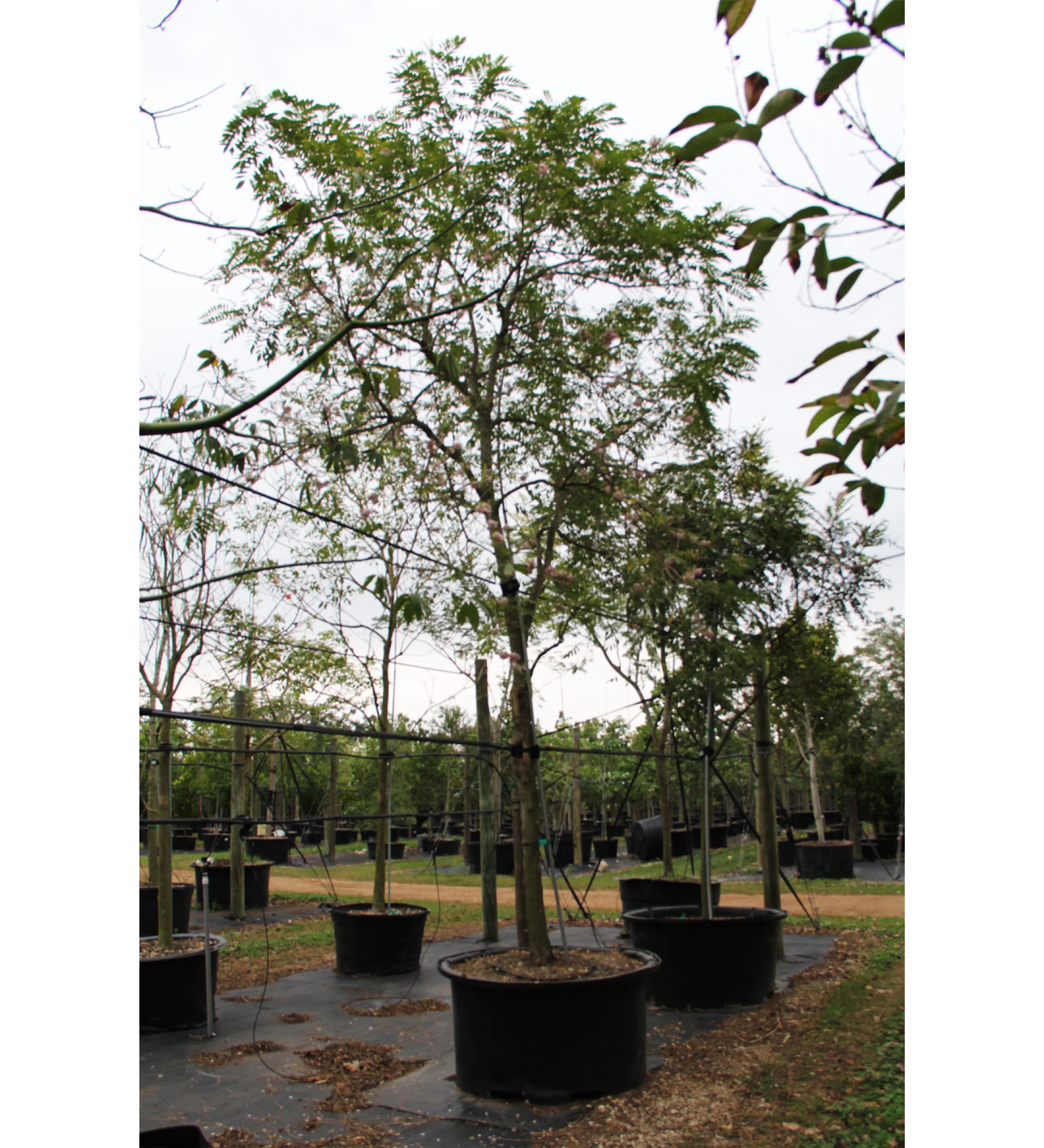 100 gallons Gliricidia Sepium at TreeWorld Wholesale