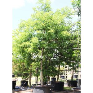 100 gallons Gliricidia Sepium at TreeWorld Wholesale