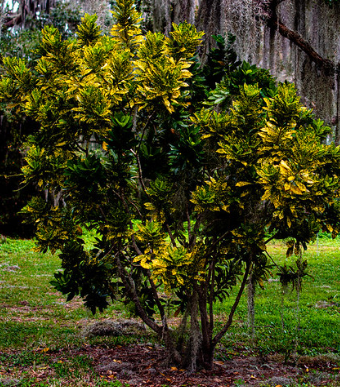 Codiaeum Variegatum