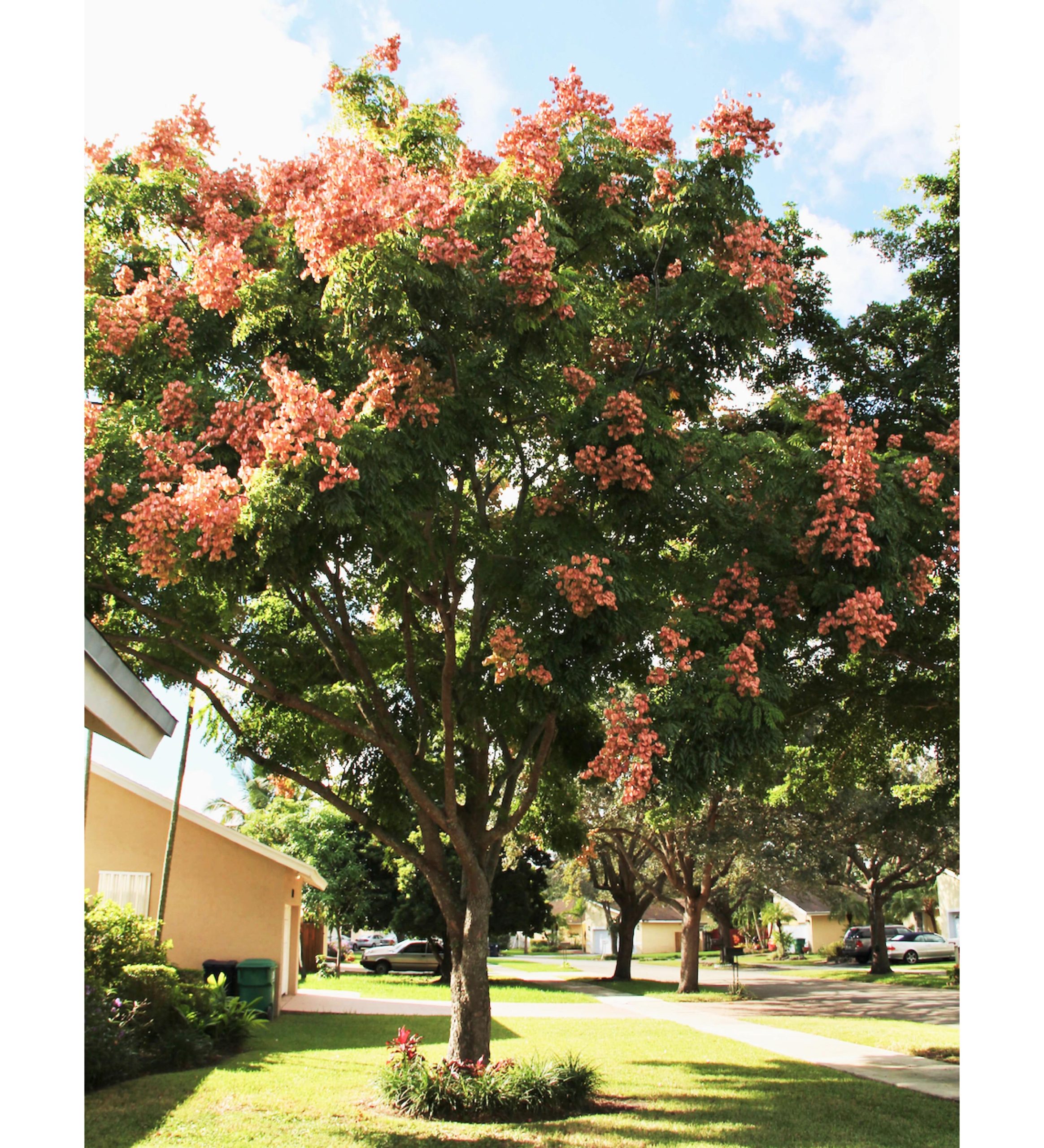 koelreuteria-elegans-golden-rain-tree-for-sale-treeworld-wholesale