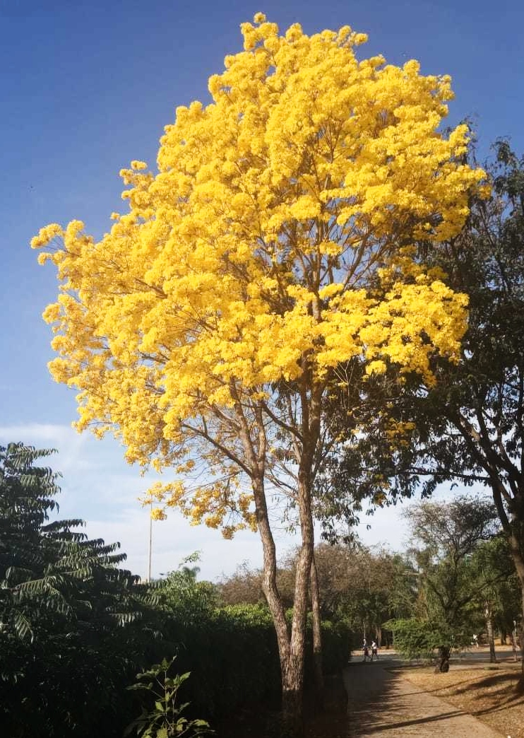 Tabebuia chrysotricha (golden trumpet) Treeworld Wholesale