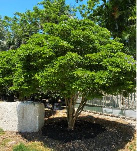Trees For Urban Planting Guaiacum Sanctum (Florida lignum vitae) Planted planted