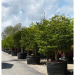 300 gallon Guaiacum Officinale tree row at TreeWorld Wholesale