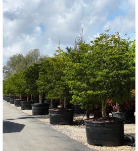 TreeWorld Wholesale  Guaiacum Sanctum (Florida lignum vitae) 300 gal