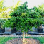 Guaiacum Sanctum (Florida lignum vitae) Planted