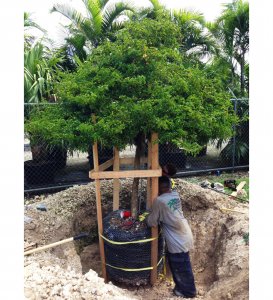 pruning practices Guaiacum Sanctum (Florida lignum vitae) pruning