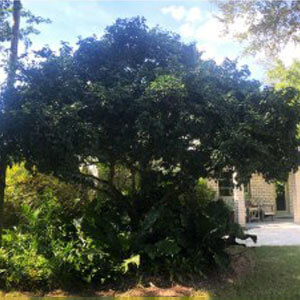 Florida lignum vitae tree
