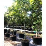 50 gallons Inkwood at TreeWorld Wholesale