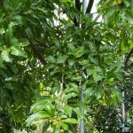 Exothea Paniculata (Inkwood) Leaves