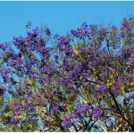 Flowering treesjacaranda mimosifolia (blue jacaranda)