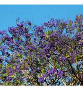 When a tree produces a number of flowers?