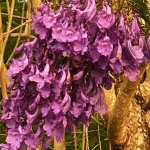 jacaranda flower