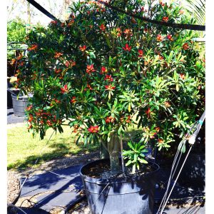 Euphorbia Punicea (Jamaican Poinsettia)