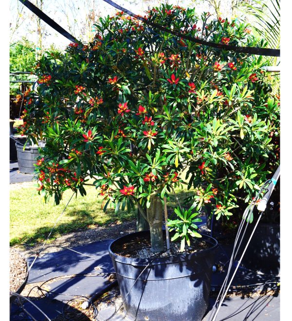 Euphorbia Punicea (Jamaican Poinsettia)