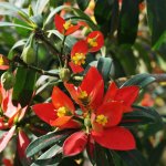 jamaican poinsettia flower