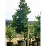 45 gallons japanese blueberry at TreeWorld Wholesale