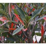 leaves of a japanese blueberry tree