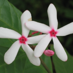 kopsiafructicosa-flower