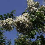 lagerstroemia indica-flowers1