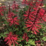 Erythrina herbacea flower