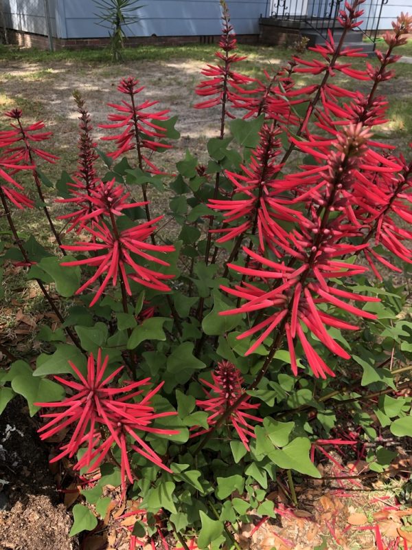 Erythrina herbacea flower