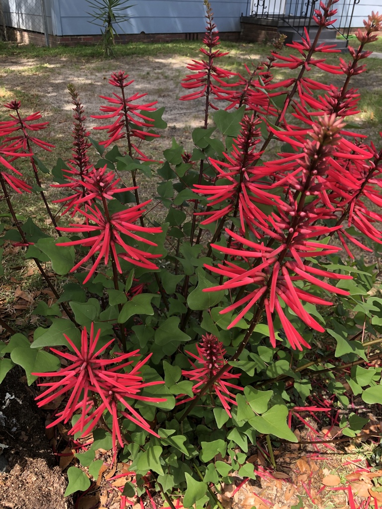 Erythrina Herbacea