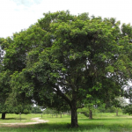 Vitex Cymosa (Taruma Tree)